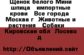 Щенок белого Мини шпица , импортные крови - Все города, Москва г. Животные и растения » Собаки   . Кировская обл.,Лосево д.